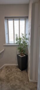 Morecambe Blinds